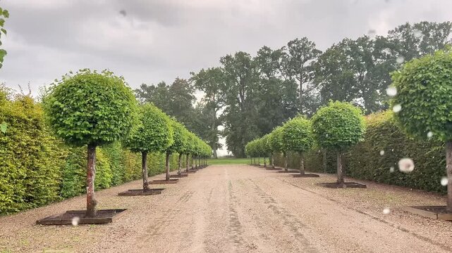 Raindrops falling over a gravel alley lined with round pruned trees and hedges in a park. Suitable for landscape architecture, weather reports, and travel promo media.