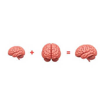 Human brains anatomy symbols isolated vector illustration for medical education and neuroscience research science projects.