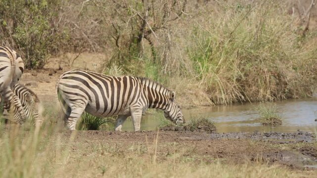 Zebras drinking at a waterhole in Kruger National Park, South Africa. Slow motion wildlife scene as one zebra walks left out of frame while another keeps drinking.