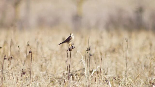 Female Common Kestrel Perched on Dried Sunflower Watching for Prey in Winter Farmland, Germany, 4K Wildlife Footage
