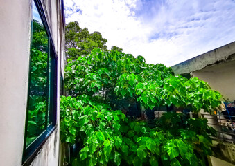 Fototapeta premium Tropical Panorama View From Window Over Patong And Lush Green Nature Phuket Thailand.