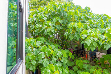 Fototapeta premium Tropical Panorama View From Window Over Patong And Lush Green Nature Phuket Thailand.