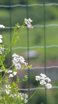 White Wildflowers Swaying in Wind Against Wire Fence