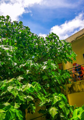 Fototapeta premium Tropical Panorama View From Window Over Patong And Lush Green Nature Phuket Thailand.