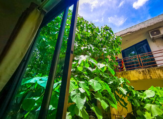 Fototapeta premium Tropical Panorama View From Window Over Patong And Lush Green Nature Phuket Thailand.