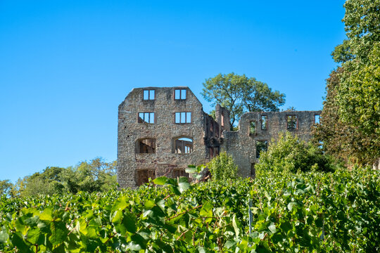 scenic view to historic castle ruin Landskron of Oppenheim, Germany with vineyards in front