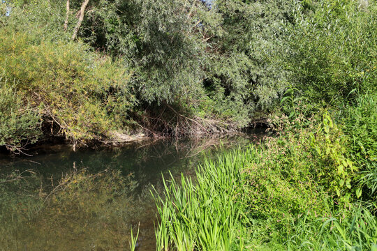A picturesque view of a calm river surrounded by lush green vegetation and dense trees. Tall grass grows in the foreground, and the water reflects the surrounding nature under bright sunlight.