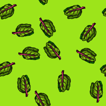 pattern mangold chard hand drawn. fresh green, beet bunch, spinach leaves mangold chard vector sketch illustration