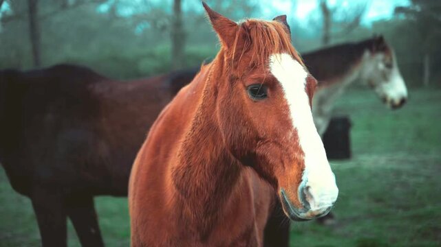 Chestnut horse with white blaze in misty pasture, group of horses grazing in foggy field, cinematic equestrian farm scene at dawn