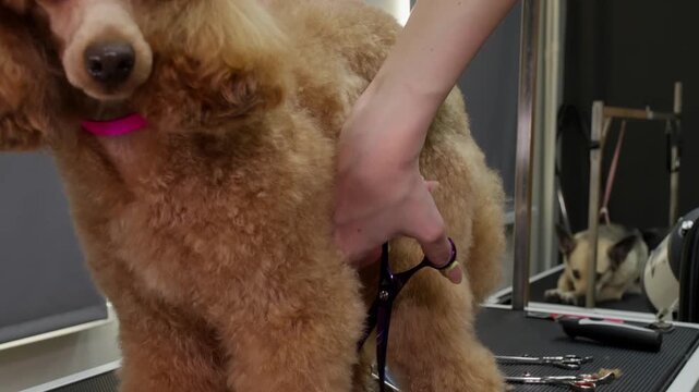 Professional groomer uses black shears to trim thick apricot poodle coat on grooming table in salon, closeup handheld camera technique capturing detailed grooming process.