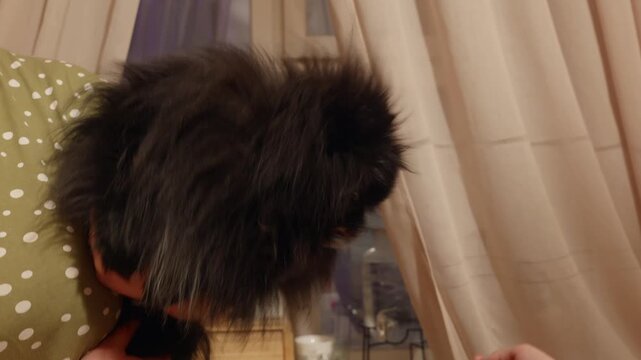Small black fluffy dog held in arms by person, Angry, yapping, tries to bite hand, looking toward cream colored sheer curtains in home interior, handheld camera with subtle motion