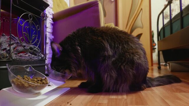Black fluffy cat eats dry food from transparent bowl on wooden floor in modern interior, illuminated by purple neon accent lighting, slow static camera view.