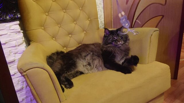 Black fluffy cat lounges on mustard yellow tufted armchair while batting at dangling toy string, captured with static camera in warm interior space.