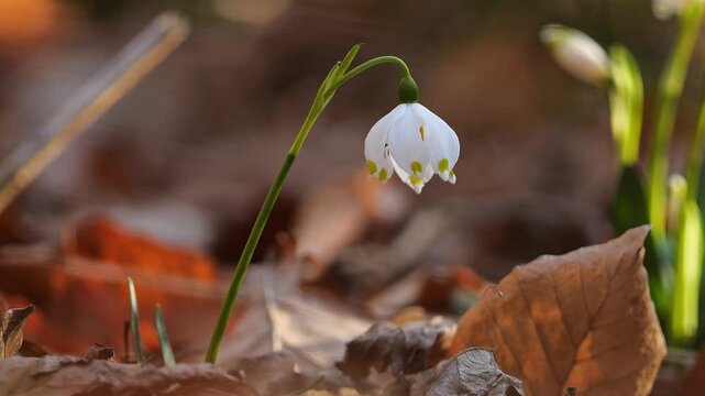 Spring Snowflake Flowers Swaying Gently in the Breeze on a Forest Floor, Germany, Natural Woodland 4K Footage