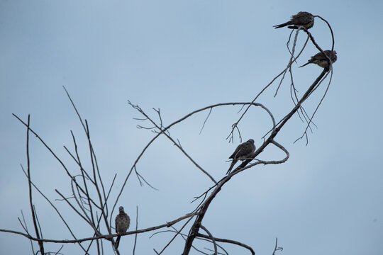 Flock of doves perched on bare branches against a cloudy overcast sky