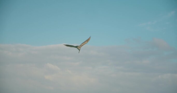 Pelican glides above Caribbean sea waves on windy Tulum coastline in Mexico