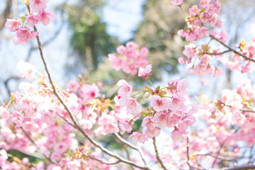 Fototapeta premium Beautiful and cute pink cherry blossoms or Sakura flower. Ohori Park, Hakata, Japan. Wallpaper background, copy space. 