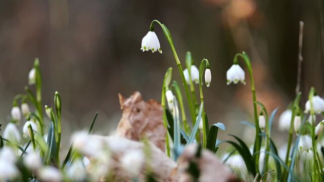 Spring Snowflake Flowers Swaying Gently in the Breeze on a Forest Floor, Germany, Natural Woodland 4K Footage