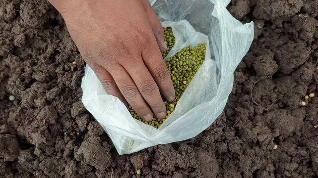 Farmer Hand Checking Green Gram Mung Bean Seeds for Sowing in Agricultural Field Soil