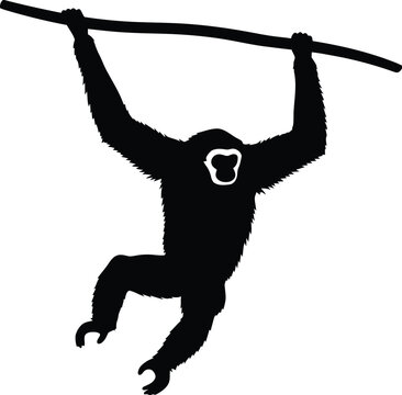 Silhouette illustration of a gibbon primate monkey hanging by its hands from a sturdy tree branch captured in a clean artistic vector graphic design style isolated on white background.