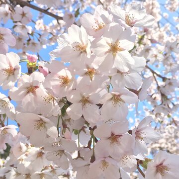 cherry tree blossom