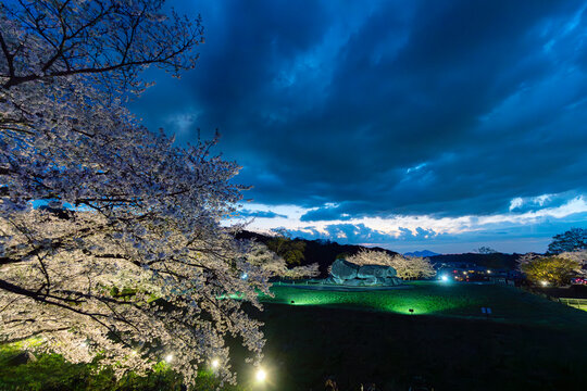 ライトアップした世界遺産の石舞台古墳と満開の桜