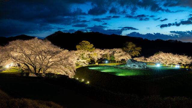 ライトアップした世界遺産の石舞台古墳と満開の桜