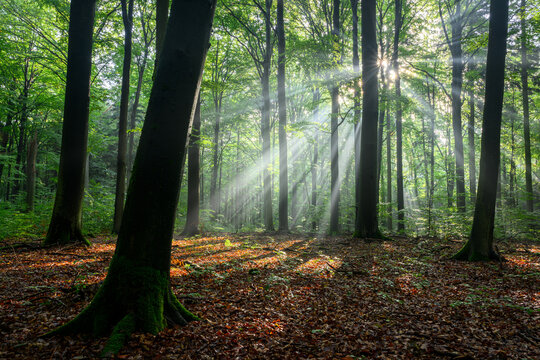 Sunny morning in the forest