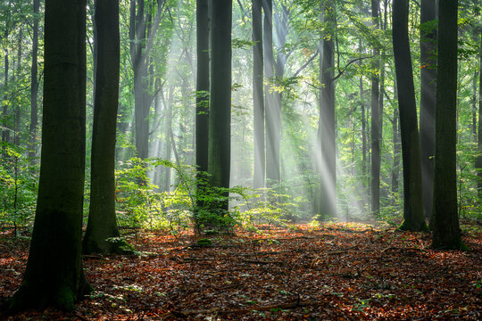 Sunny morning in the forest
