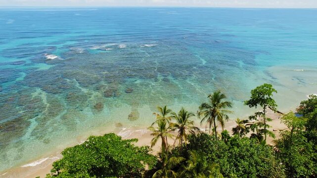 Wide coral pattern under clear blue sea along a palm lined tropical coast in Costa Rica