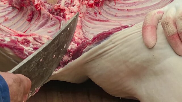 Rural documentary: A worker wearing gloves slicing into fresh mutton with a knife to separate meat from fat.