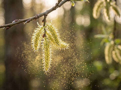 Tree catkins releasing airborne pollen dust cloud into sunny atmosphere in springtime