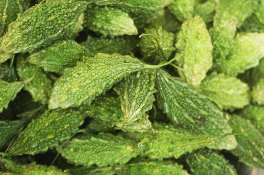 Many bitter gourd or bitter melon vegetables as background	