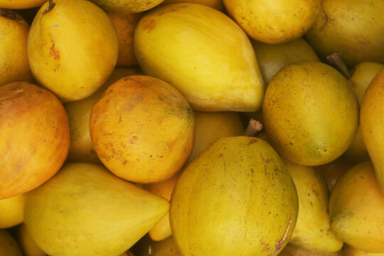 Many yellow lucuma fruits close up	