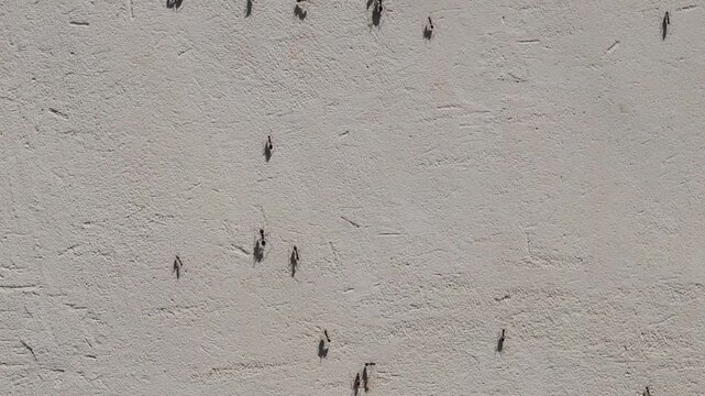 Multiple ants traverse sparse sandy ground captured from directly overhead, displaying natural insect behavior across textured desert surface in flat lighting.