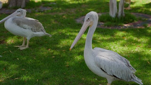 Two white pelicans stand on lush grass in dappled sunlight, one preening while the other rests nearby; slow locked camera captures calm waterfowl behavior in natural habitat.