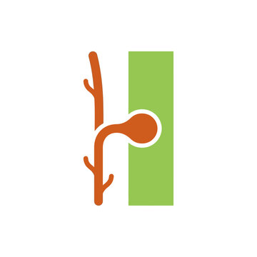 Scientific vector illustration of a cuscuta haustorium penetrating host tissue, parasite detail isolated on white