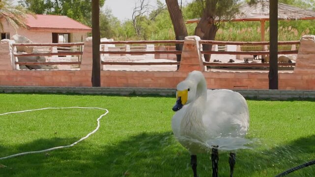 Whooper swan lowers head toward flowing fountain water on grass at rural ranch property with brick structures, wooden fencing, stationary camera captures bird hydration behavior.