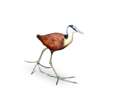 African Jacana (Actophilornis africanus) Walking Isolated on Pure White Background