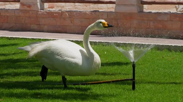 Whooper swan lowers long neck to drink from decorative fountain in manicured garden, stationary wide shot with natural daylight illuminating white plumage against red brick wall.