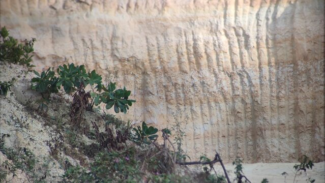 Vertical Grooves on a Sandy Limestone Quarry Wall with Wild Green Plants and Natural Textures