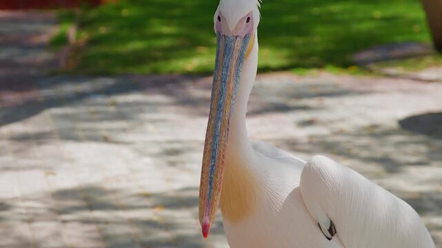 White pelican rotates head side to side in garden, displaying distinctive beak coloring, natural daylight, locked camera focus on facial features.