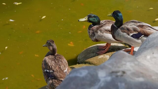Group of ducks gathered on mossy rocks beside yellow green pond water, some drinking, static camera capturing natural waterfowl behavior in outdoor setting.
