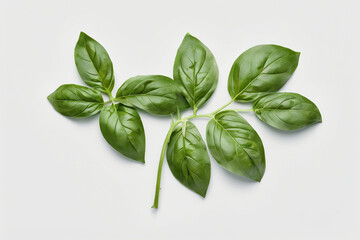 Fototapeta premium Fresh Basil Leaves Arranged Flat, Pale Eucalyptus Blue