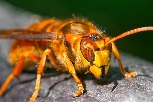 キイロスズメバチ(Yellow Hornet)のクローズアップ
