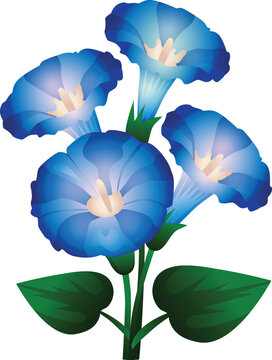 blue vibrant morning glory flower natural