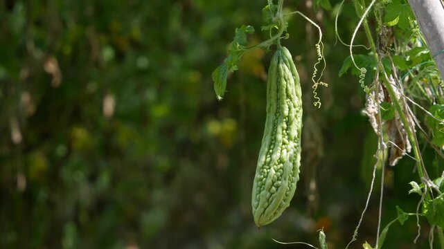 Green bitter melon hanging on a vine in a garden with leaves and soft blurred greenery. Botanical growth.