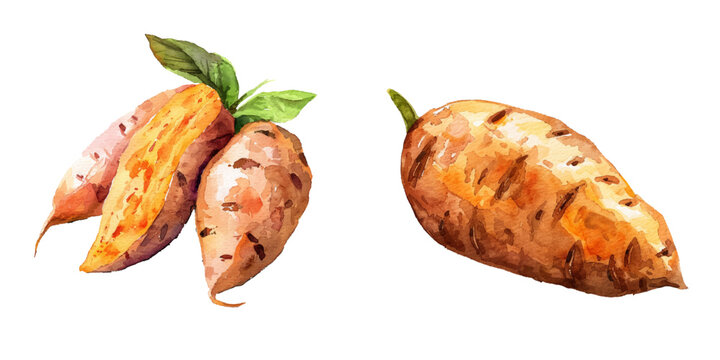 sweet potato watercolor vector illustration