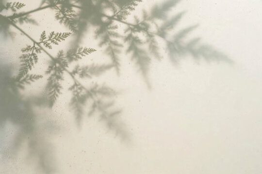 Fern Leaf Shadow Behind Frosted Glass with Water Drops and Copy Space