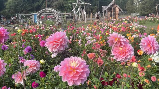 Zinnia flowers blooming in a farm field.